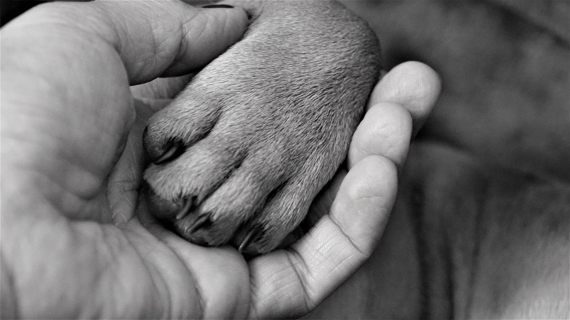 Une photo d'une patte de chien, dans la main d'un homme en noir & blanc